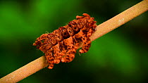 Close up shot of Monkey slug (Phobetron hipparchia) caterpillar moving slowly along a stick, Amazon rainforest, Puyo, Ecuador.