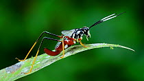 Bush-cricket / katydid (Aganacris sp.) nymph grooming its hind leg followed by its antenna, Rio Napo, Yasuni, Ecuador, February.
