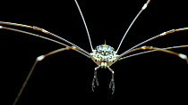 Close up, portrait shot of Daddy longlegs (Opiliones) facing the camera as it moves up and down waving its sensory  palps, Malaysia, March.
