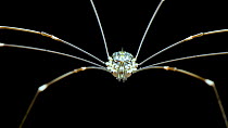 Close up, portrait shot of Daddy longlegs (Opiliones) moving towards camera, waving its sensory palps,  Sabah, Borneo, Malaysia, March.