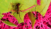 Two Atta leaf-cutter ants (Genus atta) harvesting a leaf and pink flower petals, Ecuador, February.