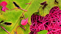 Atta leaf-cutter ants (Genus atta) harvesting  pink flower petals and cutting section of leaf, Ecuador, February.
