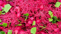 Atta leaf-cutter ants (Genus atta) harvesting leaves and pink flower petals, Ecuador, February.