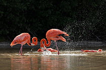 Caribbean flamingo (Phoenicopterus ruber) bathing, Ria Celestun Biosphere Reserve, Yucatan Peninsula, Mexico, January
