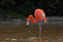 Caribbean flamingo (Phoenicopterus ruber) drinking water, Ria Celestun Biosphere Reserve, Yucatan Peninsula, Mexico, January