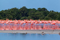 Caribbean flamingo (Phoenicopterus ruber) flock, Ria Celestun Biosphere Reserve, Yucatan Peninsula, Mexico, August