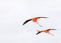 Caribbean flamingo (Phoenicopterus ruber) flying, preening in flight, Ria Celestun Biosphere Reserve, Yucatan Peninsula, Mexico, January