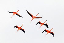 Caribbean flamingo (Phoenicopterus ruber) flying, Ria Celestun Biosphere Reserve, Yucatan Peninsula, Mexico, January