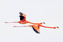 Caribbean flamingo (Phoenicopterus ruber) flying, Ria Celestun Biosphere Reserve, Yucatan Peninsula, Mexico, January