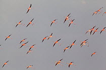 Caribbean flamingo (Phoenicopterus ruber) landing, Ria Celestun Biosphere Reserve, Yucatan Peninsula, Mexico, August