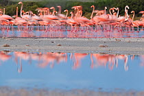 Caribbean flamingo (Phoenicopterus ruber) and reflection, Ria Celestun Biosphere Reserve, Yucatan Peninsula, Mexico, August
