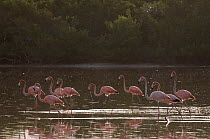 Caribbean flamingo (Phoenicopterus ruber) flock, Ria Celestun Biosphere Reserve, Yucatan Peninsula, Mexico, March