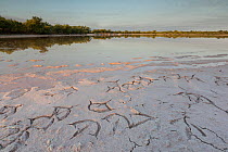 Caribbean flamingo (Phoenicopterus ruber) footprint in their sleeping site at dawn, Ria Celestun Biosphere Reserve, Yucatan Peninsula, Mexico, March
