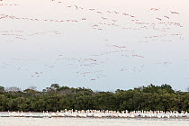 American White Pelican (Pelecanus erythrorhynchos) and Caribbean flamingo (Phoenicopterus ruber) landing at their sleeping site at dusk, Ria Celestun Biosphere Reserve, Yucatan Peninsula, Mexico, Marc...