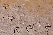 Caribbean flamingo (Phoenicopterus ruber) footprints, Ria Celestun Biosphere Reserve, Yucatan Peninsula, Mexico, March