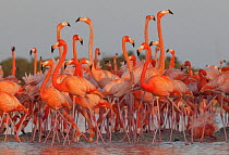Caribbean flamingo (Phoenicopterus ruber) flock, Ria Celestun Biosphere Reserve, Yucatan Peninsula, Mexico, March
