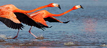 Caribbean flamingo (Phoenicopterus ruber) taking off, Ria Celestun Biosphere Reserve, Yucatan Peninsula, Mexico, January