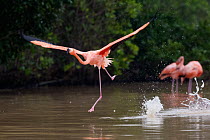 Caribbean flamingo (Phoenicopterus ruber) taking off, Ria Celestun Biosphere Reserve, Yucatan Peninsula, Mexico, January