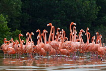 Caribbean flamingo (Phoenicopterus ruber) flock, Ria Celestun Biosphere Reserve, Yucatan Peninsula, Mexico, January