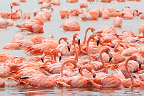 Caribbean flamingo (Phoenicopterus ruber) flock feeding, Ria Celestun Biosphere Reserve, Yucatan Peninsula, Mexico, January. Bookplate.