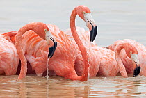 Caribbean flamingo (Phoenicopterus ruber) feeding, Ria Celestun Biosphere Reserve, Yucatan Peninsula, Mexico, January. Bookplate.