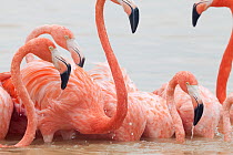 Caribbean flamingo (Phoenicopterus ruber) feeding, Ria Celestun Biosphere Reserve, Yucatan Peninsula, Mexico, January