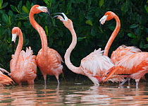 Caribbean flamingo (Phoenicopterus ruber) fighting, Ria Celestun Biosphere Reserve, Yucatan Peninsula, Mexico, January. Bookplate.