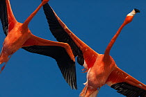 Caribbean flamingos (Phoenicopterus ruber) flying, Ria Celestun Biosphere Reserve, Yucatan Peninsula, Mexico, January. Bookplate.