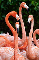 Caribbean flamingo (Phoenicopterus ruber), group,Ria Celestun Biosphere Reserve, Yucatan Peninsula, Mexico, January. Bookplate.