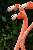 Caribbean flamingos (Phoenicopterus ruber) group of three, Ria Celestun Biosphere Reserve, Yucatan Peninsula, Mexico, January. Bookplate.