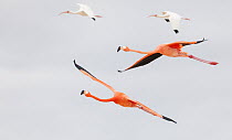Caribbean flamingo (Phoenicopterus ruber) and White Ibis (Eudocimus albus) flying, Ria Celestun Biosphere Reserve, Yucatan Peninsula, Mexico, January