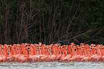 Caribbean flamingo (Phoenicopterus ruber) flock wading through water, Ria Celestun Biosphere Reserve, Yucatan Peninsula, Mexico, January. Bookplate.