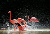 Caribbean flamingo (Phoenicopterus ruber) bathing in freshwater springs that flow into the lagoon, Ria Celestun Biosphere Reserve, Yucatan Peninsula, Mexico, January. Bookplate.