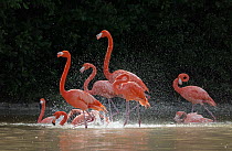 Caribbean flamingo (Phoenicopterus ruber) bathing in freshwater springs that flow into the lagoon, Ria Celestun Biosphere Reserve, Yucatan Peninsula, Mexico, January. Bookplate.