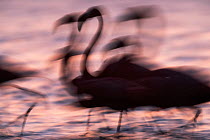 Silhouettes of Caribbean flamingos (Phoenicopterus ruber) leaving for their roosting site at dusk, Ria Celestun Biosphere Reserve, Yucatan Peninsula, Mexico, April. Bookplate.