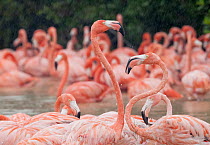 Caribbean flamingo (Phoenicopterus ruber) flock in a lagoon in the rain, Ria Celestun Biosphere Reserve, Yucatan Peninsula, Mexico, January. Bookplate.