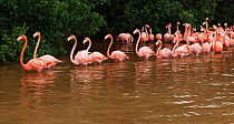 Caribbean flamingo (Phoenicopterus ruber) flock wading through a lagoon, Ria Celestun Biosphere Reserve, Yucatan Peninsula, Mexico, January. Bookplate.