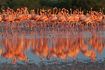 Caribbean flamingo (Phoenicopterus ruber) flock walking, reflected in shallow pool, Ria Celestun Biosphere Reserve, Yucatan Peninsula, Mexico, August. Bookplate.