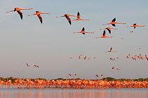 Caribbean flamingo (Phoenicopterus ruber) taking off from sleeping site at dawn, Ria Celestun Biosphere Reserve, Yucatan Peninsula, Mexico, March