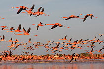 Caribbean flamingo (Phoenicopterus ruber) taking off from sleeping site at dawn, Ria Celestun Biosphere Reserve, Yucatan Peninsula, Mexico, March
