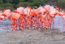 Caribbean flamingo (Phoenicopterus ruber) building practice nest, Ria Celestun Biosphere Reserve, Yucatan Peninsula, Mexico, April