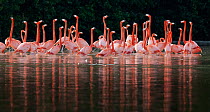 Caribbean flamingo (Phoenicopterus ruber) group courtship display, Ria Celestun Biosphere Reserve, Yucatan Peninsula, Mexico, January