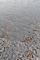 Caribbean flamingo (Phoenicopterus ruber) footprints, Ria Celestun Biosphere Reserve, Yucatan Peninsula, Mexico, April