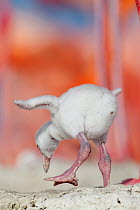 Caribbean flamingo (Phoenicopterus ruber) chick exercising wing, standing in nest, Ria Lagartos Biosphere Reserve, Yucatan Peninsula, Mexico, June