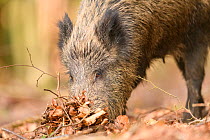 Wild boar (Sus scrofa) adult female feeding in leaf litter. Forest of Dean, Gloucestershire, England, UK. March