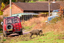 Wild boar (Sus scrofa) adult female on grass, near houses in town. Forest of Dean, Gloucestershire, England, UK. March