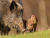 Wild boar (Sus scrofa) sow with piglets. Forest of Dean, Gloucestershire, England, UK. March
