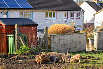 Wild boar (Sus scrofa) piglets suckling from sow behind row of houses, Forest of Dean, Gloucestershire, England, UK. March