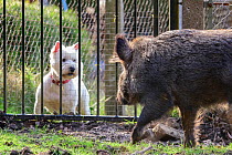 Wild boar (Sus scrofa) sow and domestic dog, looking at each other through fence. Forest of Dean, Gloucestershire, England, UK. March