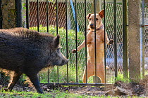 Wild boar (Sus scrofa) sow and domestic dog, looking at each other through fence. Forest of Dean, Gloucestershire, England, UK. March